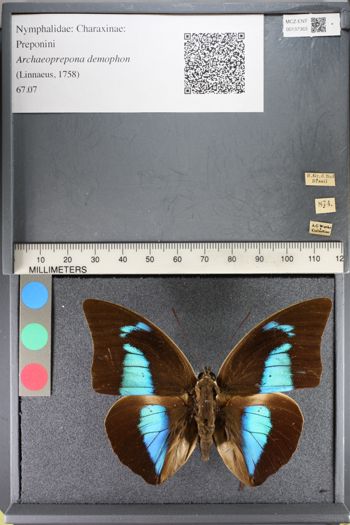 Media type: image;   Entomology 137363